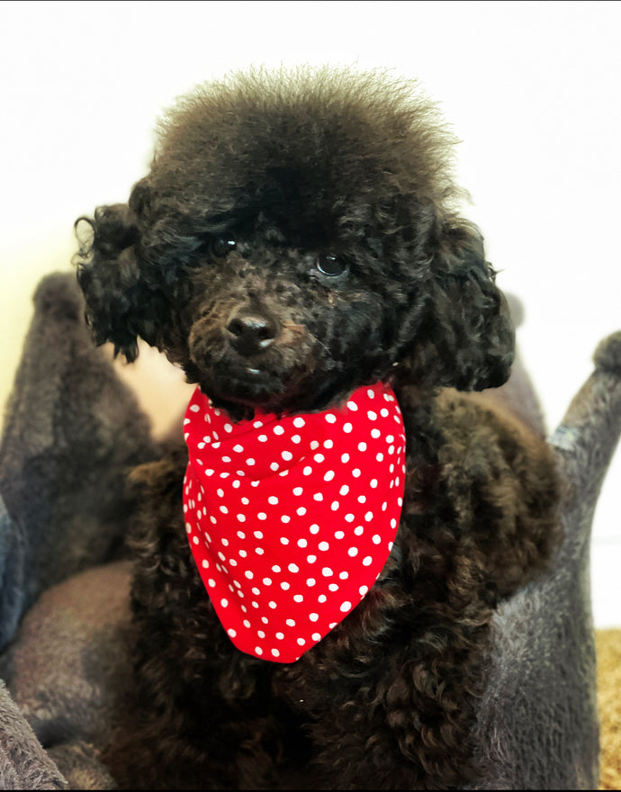 Dog Bandanas