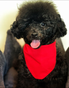 Dog Bandanas